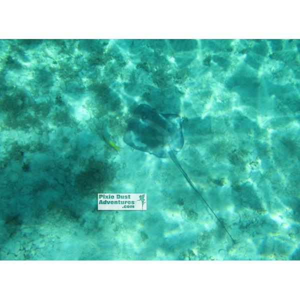 Castaway Cay Beach Dream-Snorkel-04